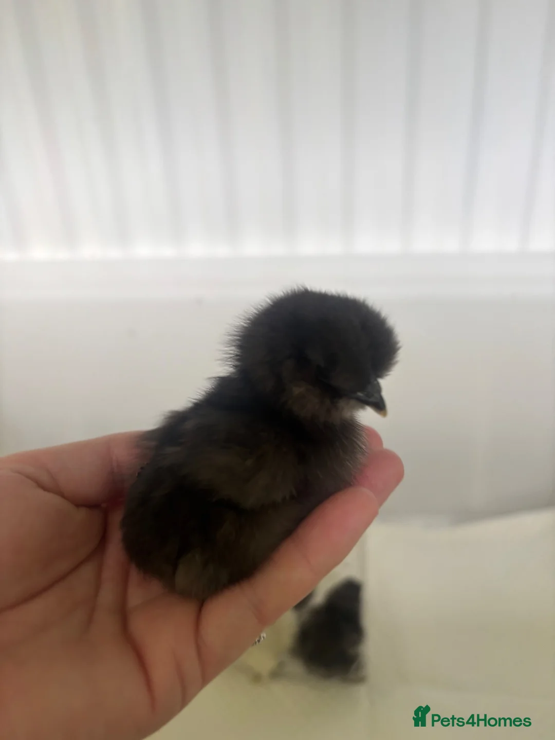 Chickens poultry for sale: USA Silkie Chicks - Advert 1