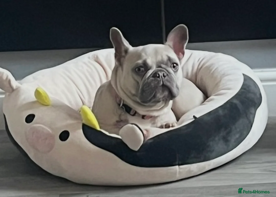 French Bulldog dogs for sale: Female frenchie rehome - Advert 14