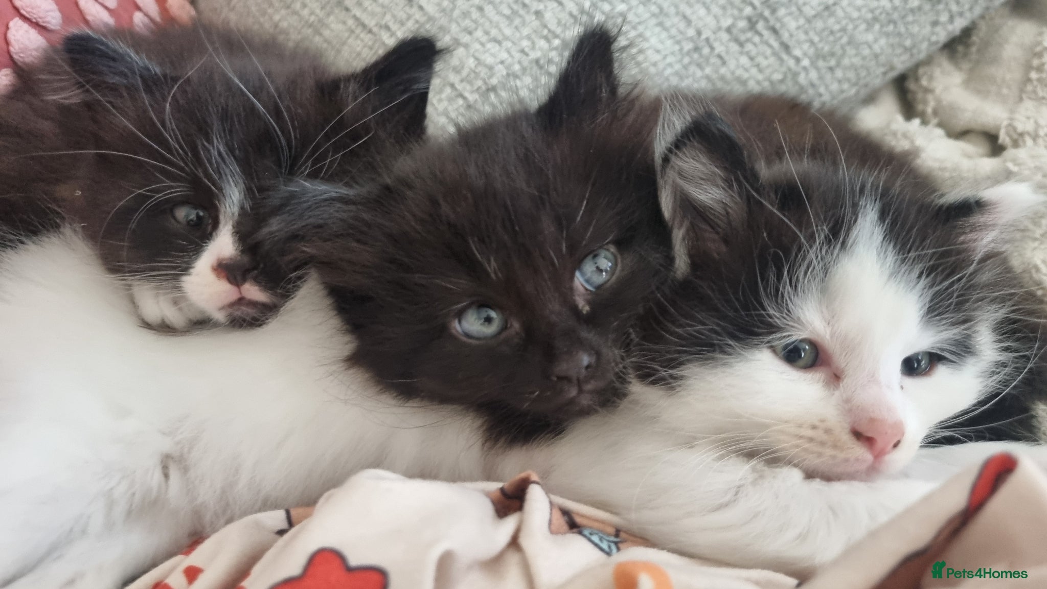Mixed Breed cats Lovely fluffy kittens for sale - Advert 1