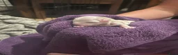 Maltipoo dogs for sale: Beautiful maltipoo puppies in Belper - Advert 5