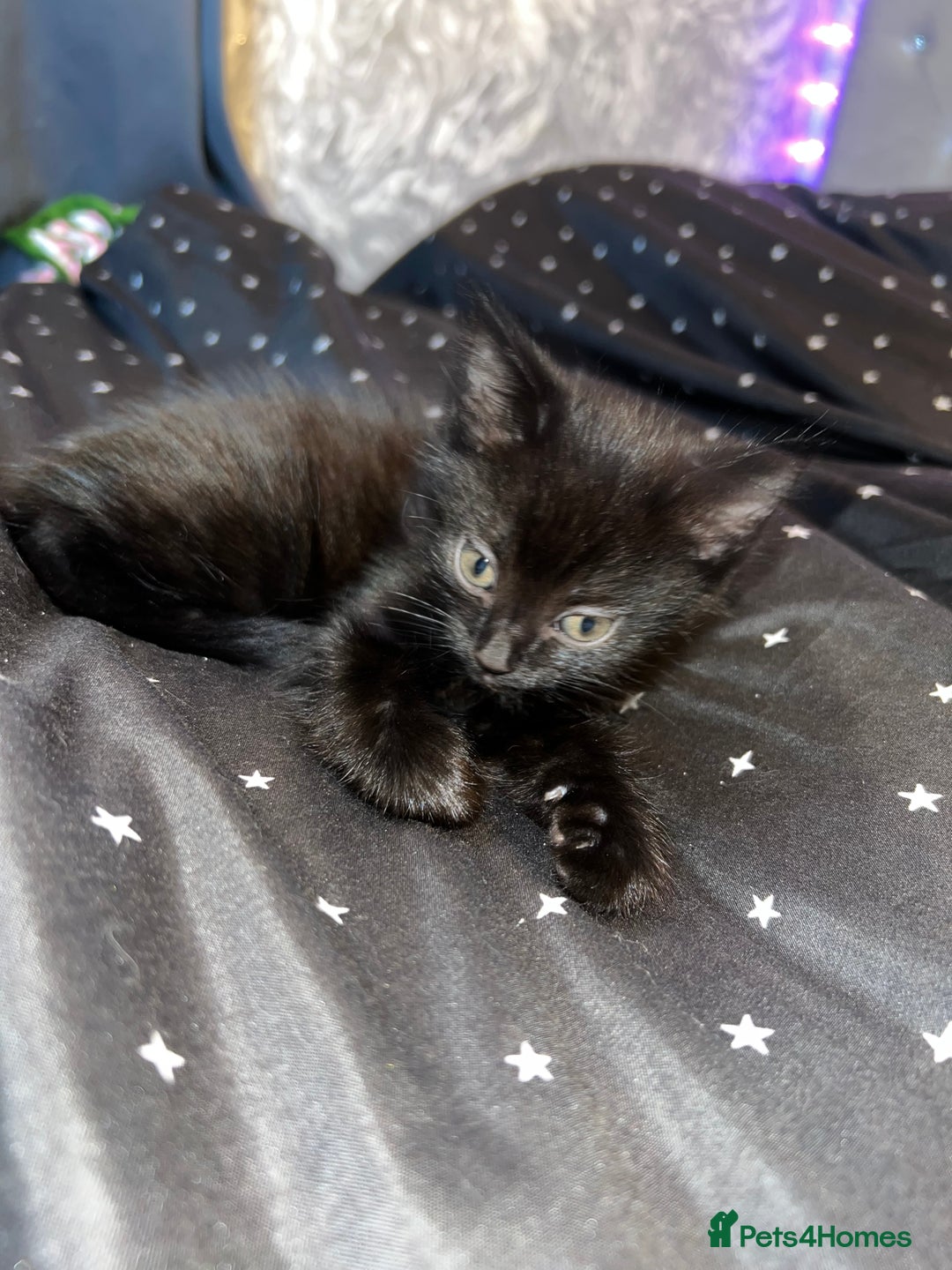 Mixed Breed cats for sale: Mainecoon x boy looking for home - Image 5