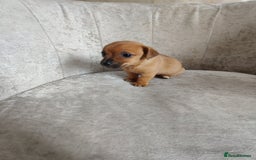 Mixed Breed dogs for sale: Four Little Ones:Sweet Female Puppies Seeking Home - Image 15