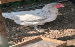 Chickens poultry for sale: 8 hybrid hens for sale  - Image 6