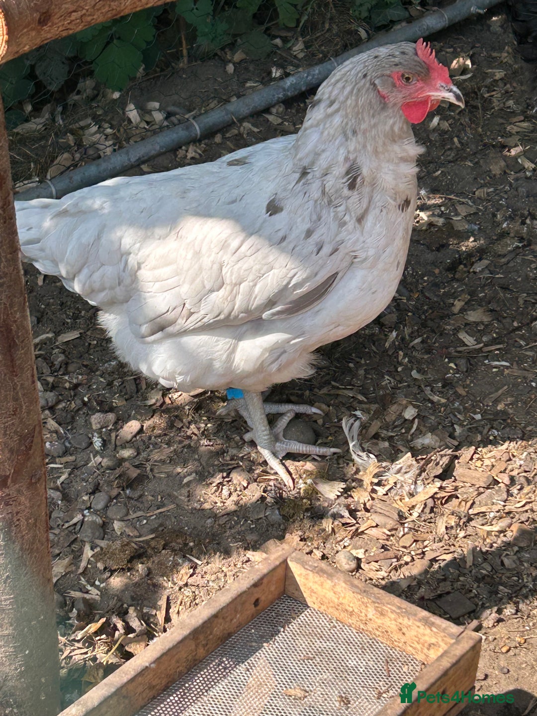 Chickens poultry for sale: 8 hybrid hens for sale  - Image 6