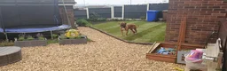 Mixed Breed dogs for sale: Rusty in Stoke-on-Trent - Advert 3