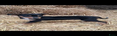 Australian Kelpie 3