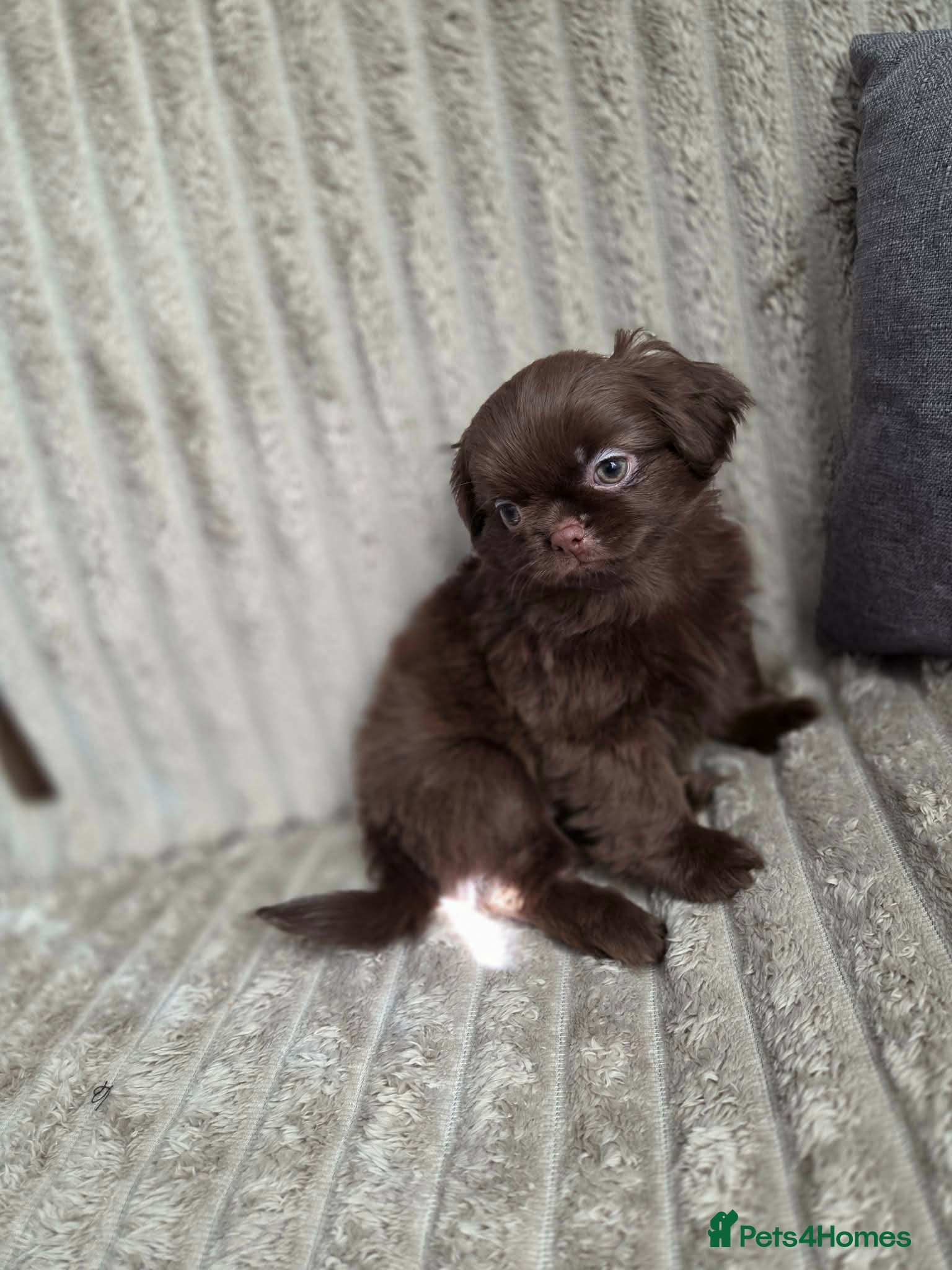 Shih Tzu dogs Beautiful imperial shih tzu - Advert 3