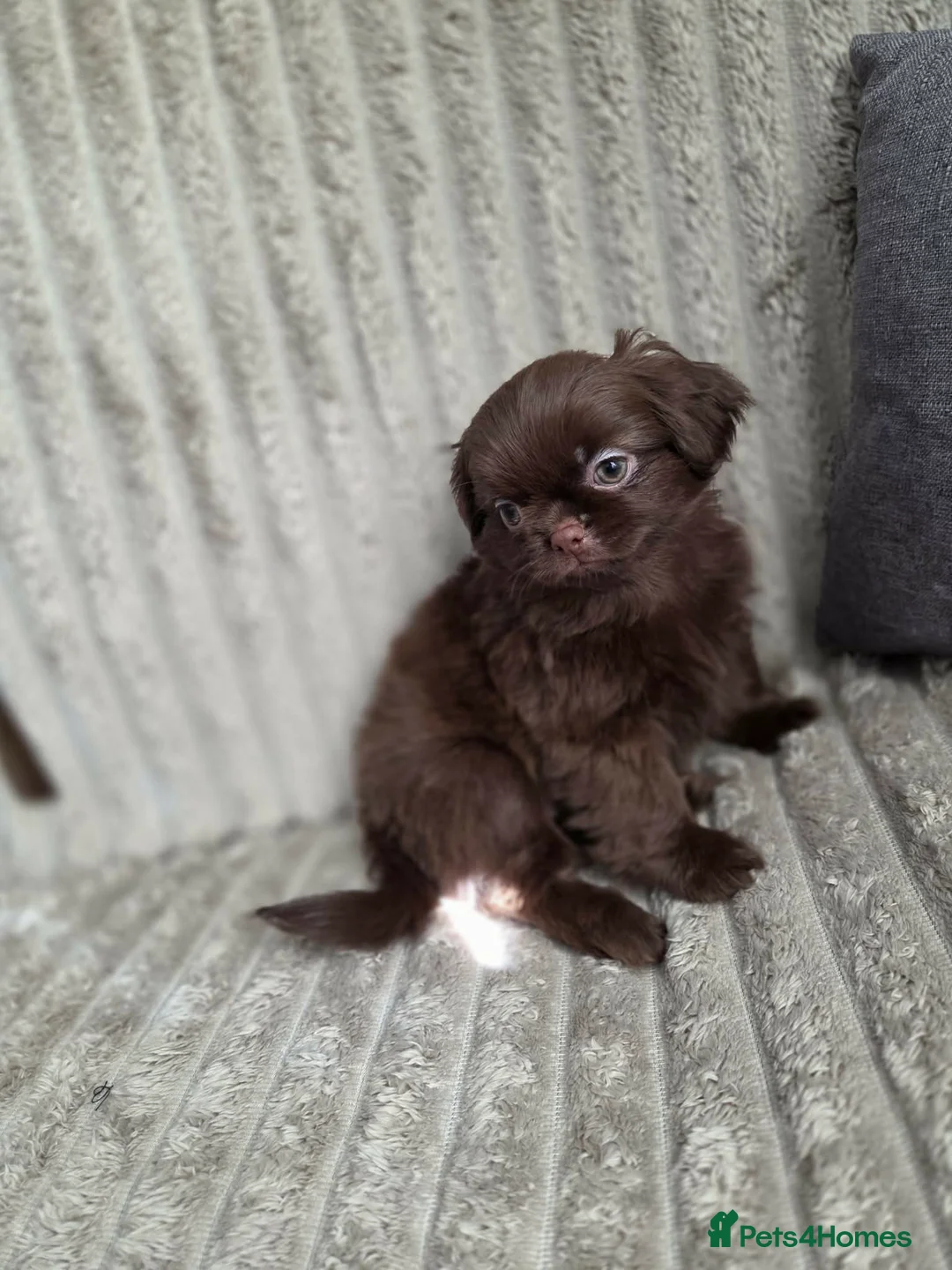 Shih Tzu dogs for sale: Beautiful imperial shih tzu in Barnsley - Advert 1