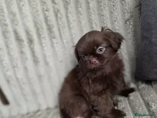 Shih Tzu dogs Beautiful imperial shih tzu - Advert 7