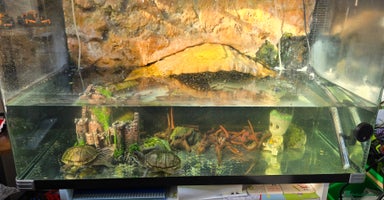 Turtle reptiles - Advert 2