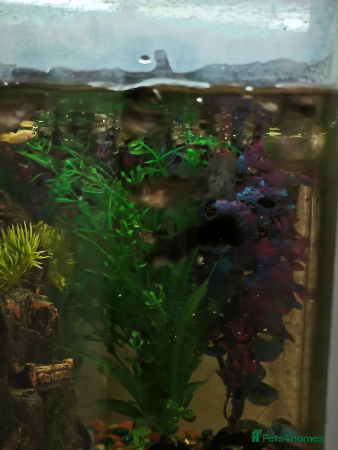 Rainbow Fish fish for sale: Baby Guppies  - Advert 7