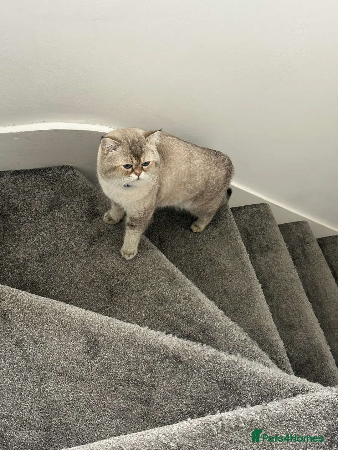 British Shorthair cats for stud: Our Teddy  - Advert 5