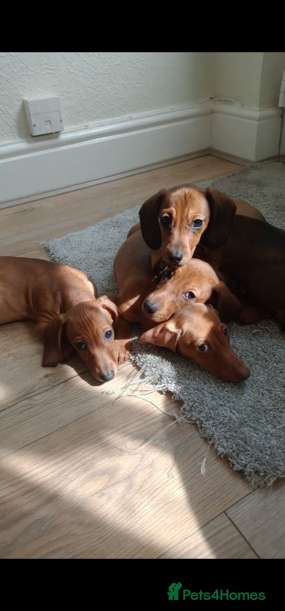 Dachshund dogs Miniature Dachshunds READY TO LEAVE - Advert 1