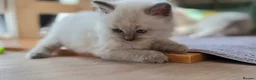 Ragdoll cats for sale: Gorgeous Ragdoll ready to leave 11 July - Advert 17