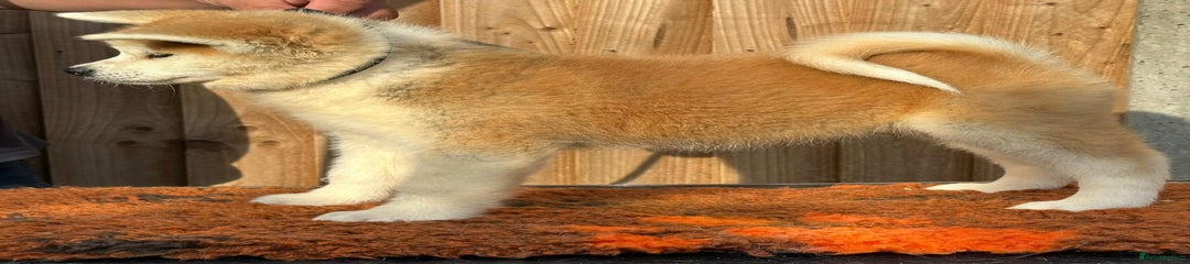 Japanese Akita Inu Puppy 3
