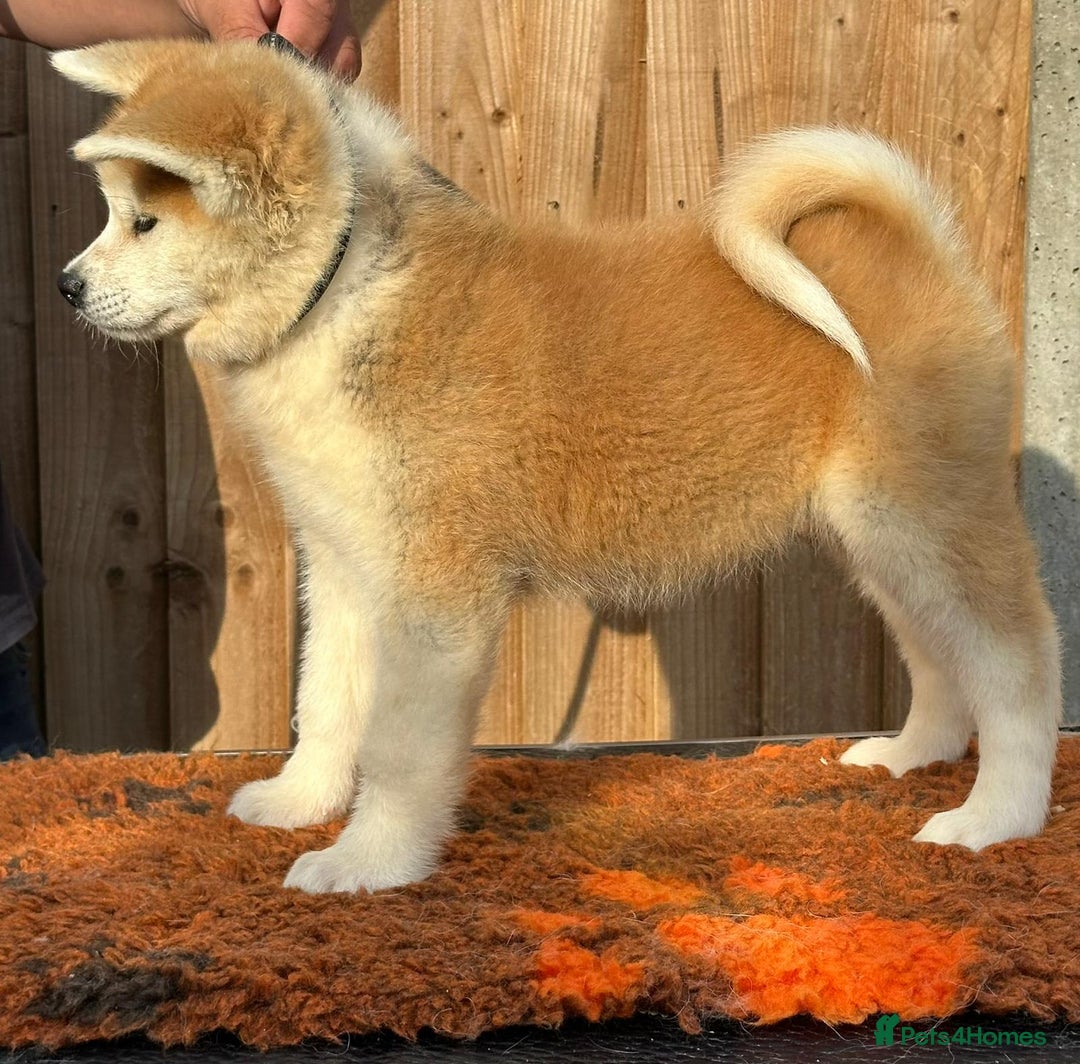 Japanese Akita Inu dogs for sale: Stunning Japanese Akita Inu - Image 5