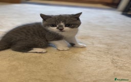 British Shorthair cats for sale: British short hair - Advert 12