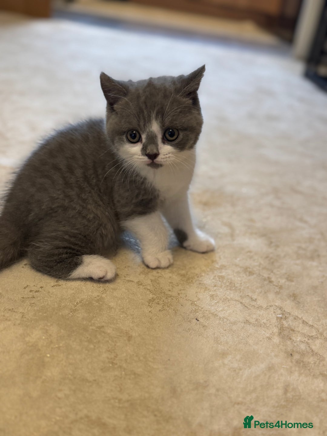 British Shorthair cats for sale: British short hair - Advert 12