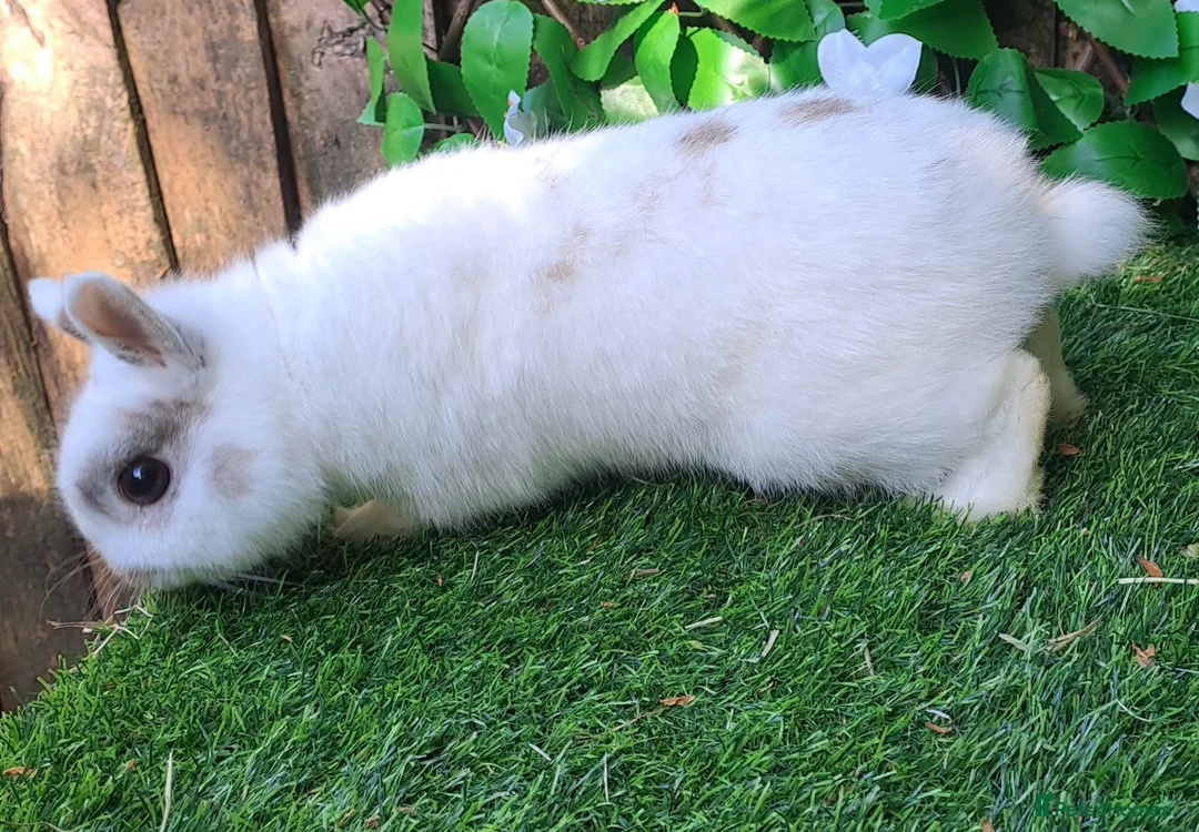Continental Giant rabbits for sale: Super Stars Stud Service - Beautiful Proven Boys  - Advert 17