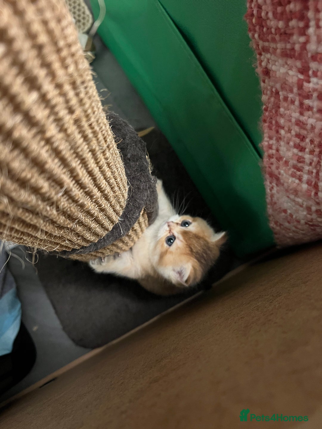 Scottish Fold cats for sale: Scottish Straight Golden Shaded Rare Affectionate - Image 18
