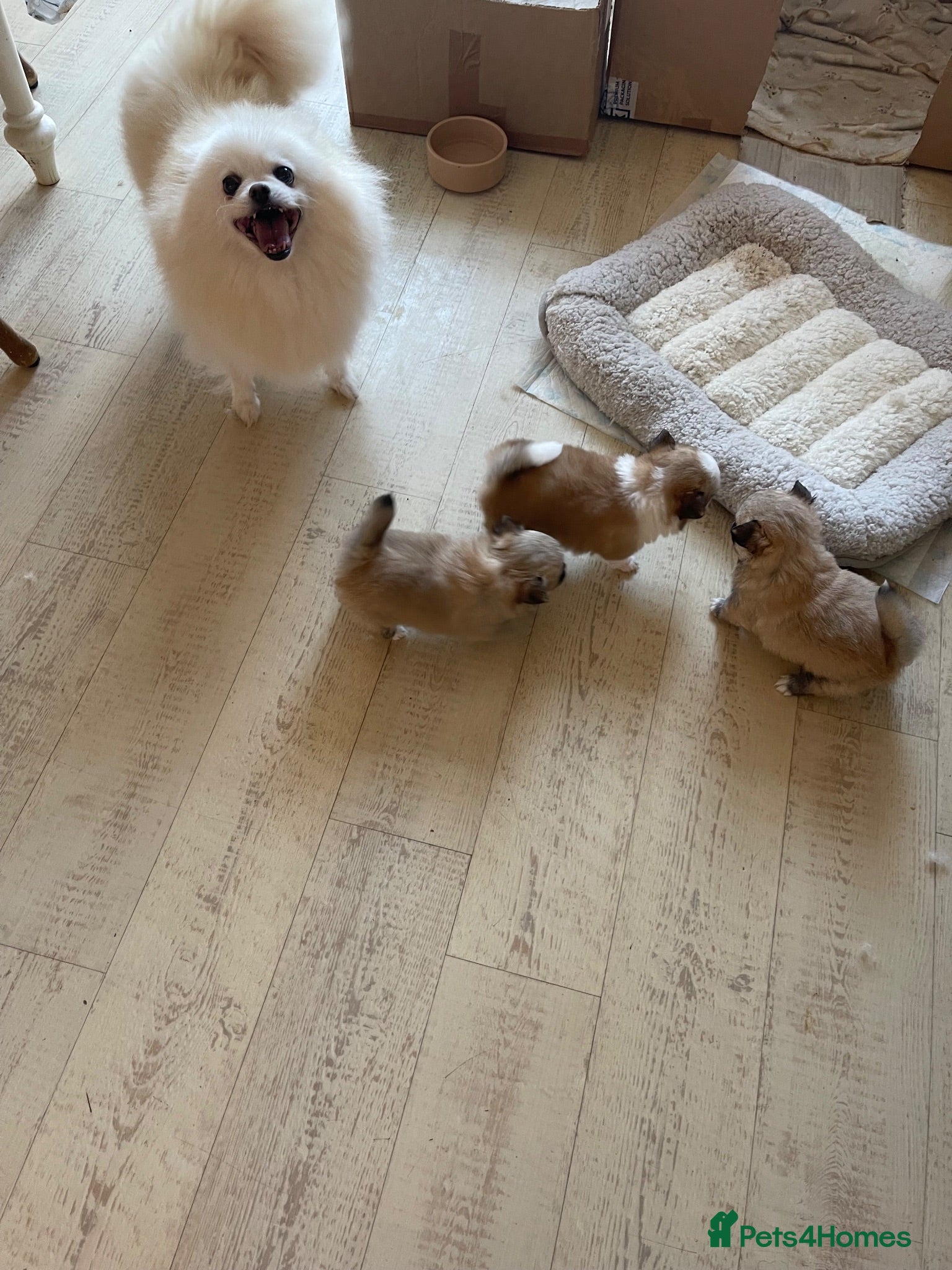 Pomchi dogs POMCHI PUPPIES FOR SALE - Advert 3