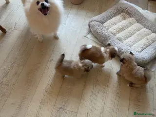 Pomchi dogs POMCHI PUPPIES FOR SALE - Advert 4