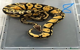Python Snake reptiles for sale: Royal Pythons - Image 8