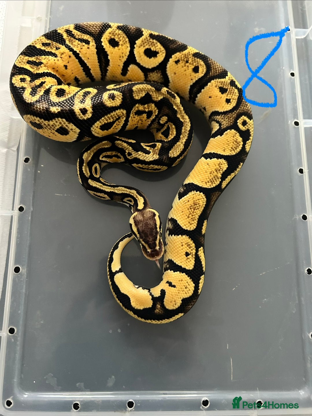 Python Snake reptiles for sale: Royal Pythons - Image 8