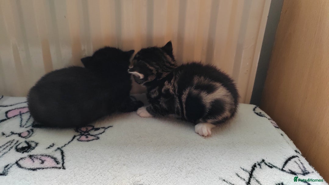 Mixed Breed cats for sale: Marble Bengal cross  - Image 12