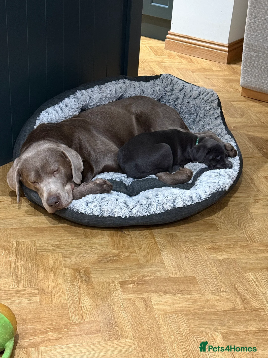 Labrador Retriever dogs for stud: Perfect Well Proven Health Tested Silver Stud in Appleby-in-Westmorland - Advert 20