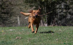 Labrador Retriever dogs for stud: Stunning Proven Fox Red Labrador For Stud in Stoke-on-Trent - Image 8