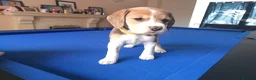 Beagle dogs for sale: Beautiful Pure Beagle Puppies  in Ledbury - Advert 9