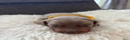 Miniature Dachshund dogs for sale: Outstanding dapple tan minature dashund puppies - Advert 14
