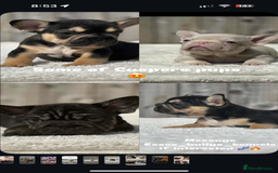 French Bulldog dogs for stud: EBK CASPER  - Image 7