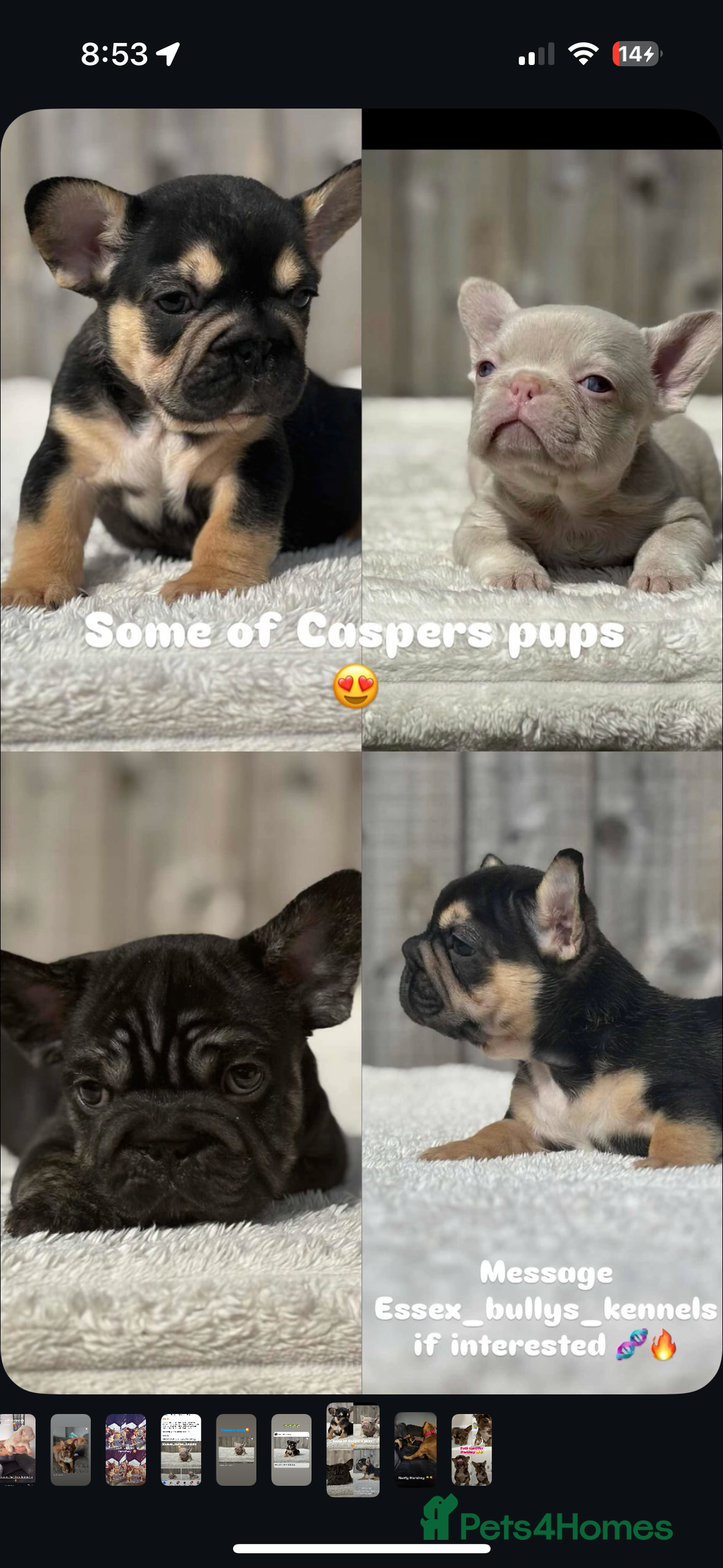 French Bulldog dogs for stud: EBK CASPER  - Image 7