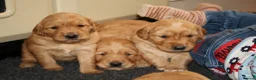 Golden Retriever dogs for sale: KC Registered Working Golden Retriever Puppies - Advert 29