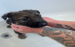 German Shepherd dogs for sale: Beautiful chunky German shepherd puppies - Image 3