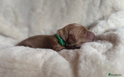 Mini Goldendoodle dogs for sale: Miniature Golden Doodles - Image 11