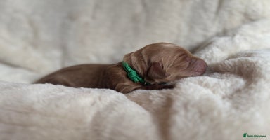 Mini Goldendoodle dogs - Advert 10