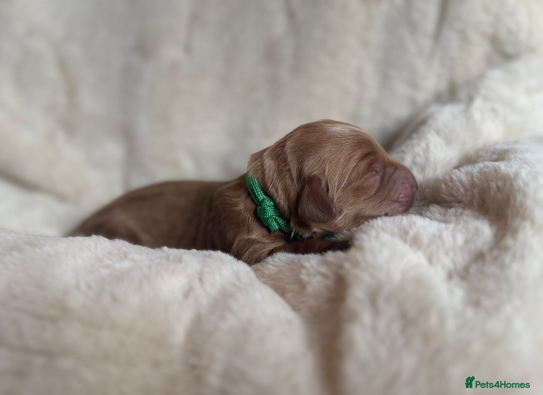 Mini Goldendoodle dogs for sale: Miniature Golden Doodles - Image 11