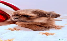 Shih Tzu dogs for sale: 3x Beautiful Pedigree Imperial Shih Tzu Girls - Advert 22