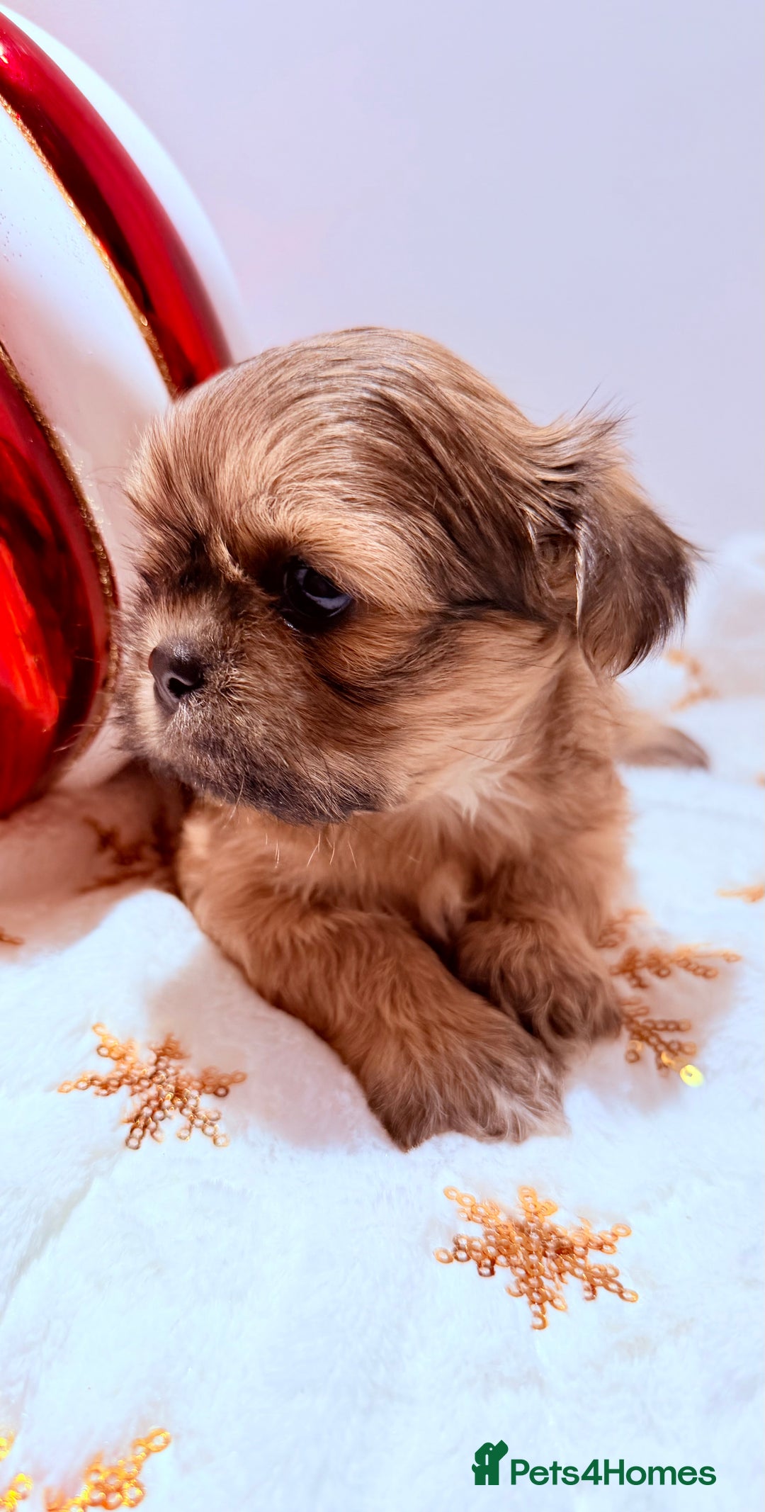 Shih Tzu dogs for sale: 3x Beautiful Pedigree Imperial Shih Tzu Girls - Advert 22