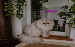 Persian cats for sale: 2 girls left!Ready now! Persian Chinchilla kittens - Image 9