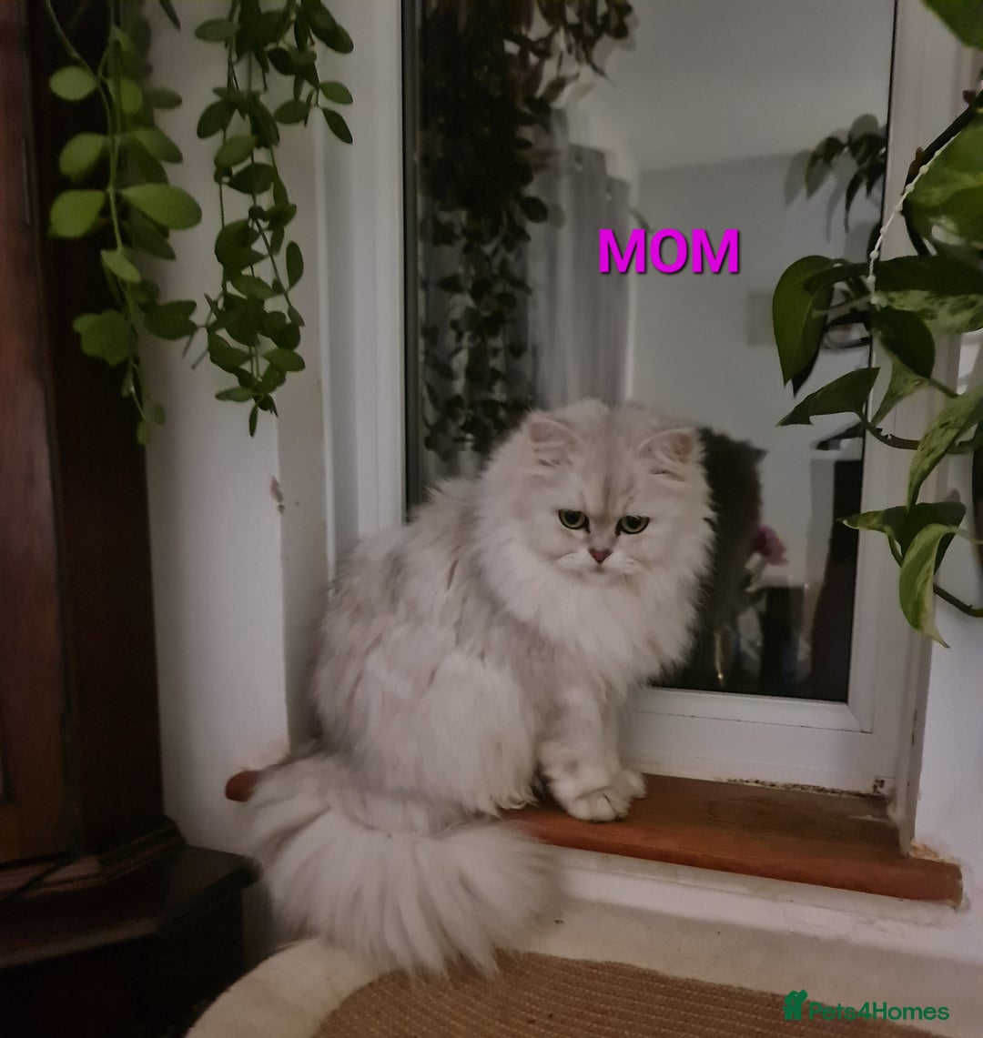 Persian cats for sale: 2 girls left!Ready now! Persian Chinchilla kittens - Image 9