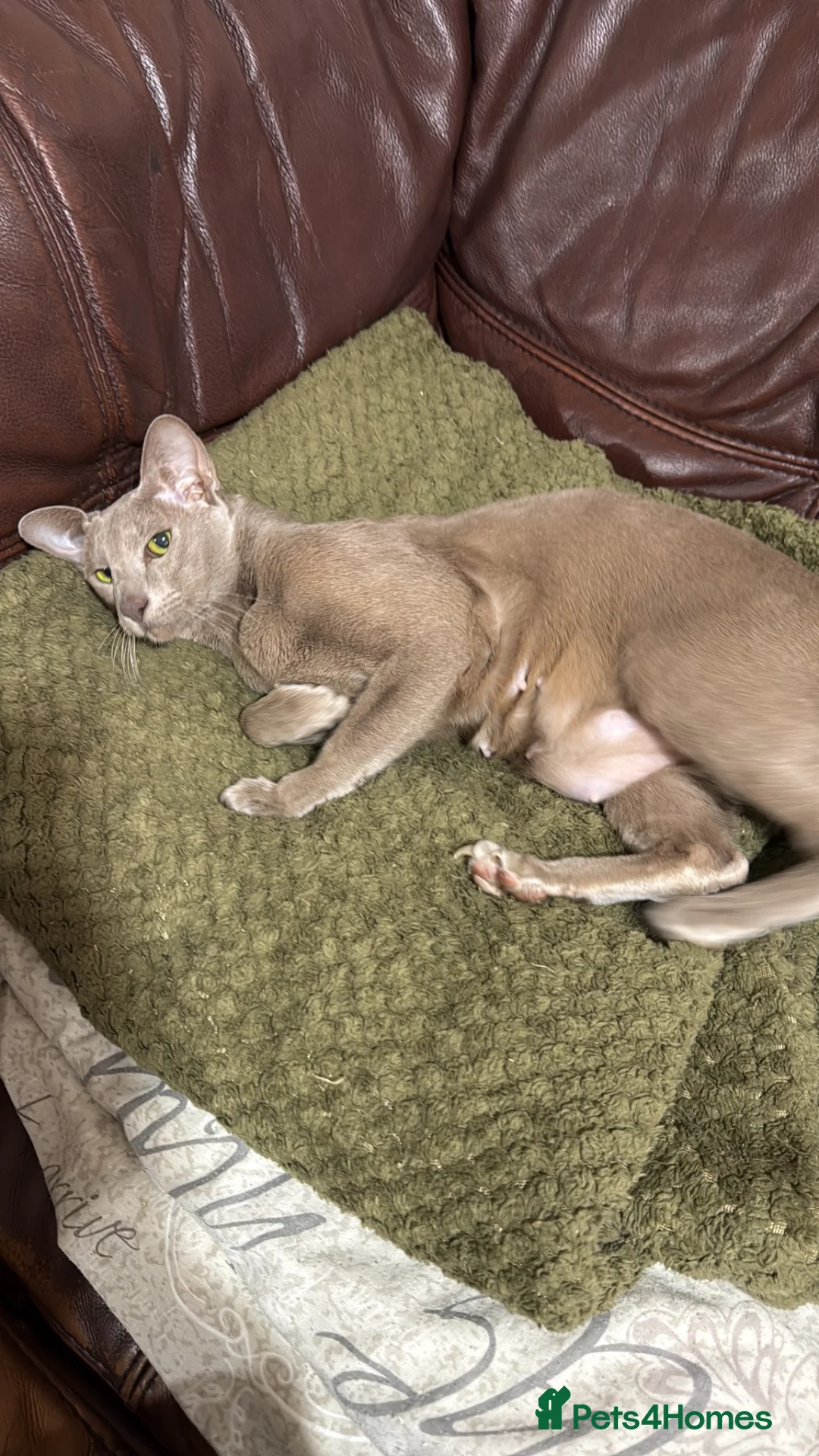 Oriental cats for sale: Beautiful GCCF Registered Oriental Girl  - Advert 3