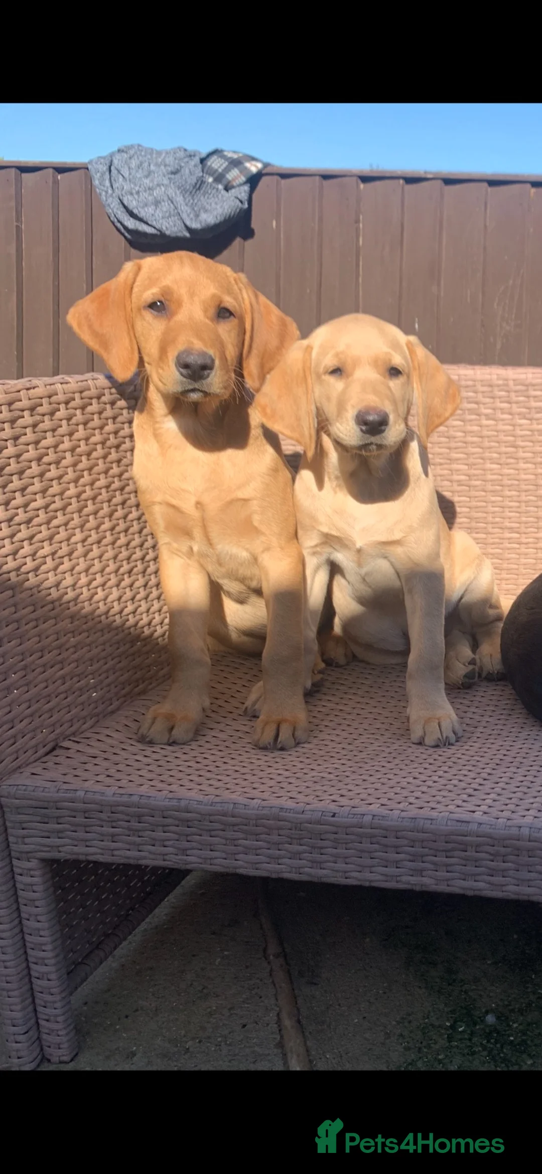Labrador Retriever dogs for sale: Stunning KC Labrador / 1 boy available 🐾 - Advert 2