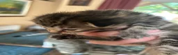 Mixed Breed cats for sale: kittens for sale 4 boys 3 girls ( two sister cats) in Bridgwater - Advert 2