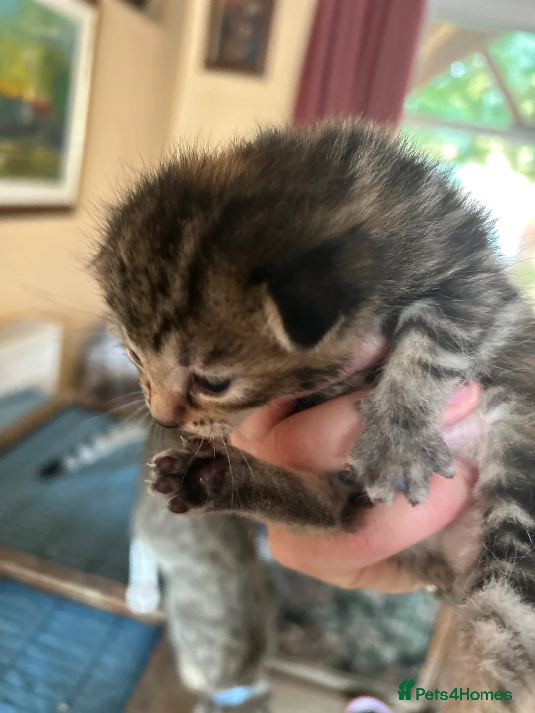 Mixed Breed cats for sale: kittens for sale 4 boys 3 girls ( two sister cats) in Bridgwater - Advert 2
