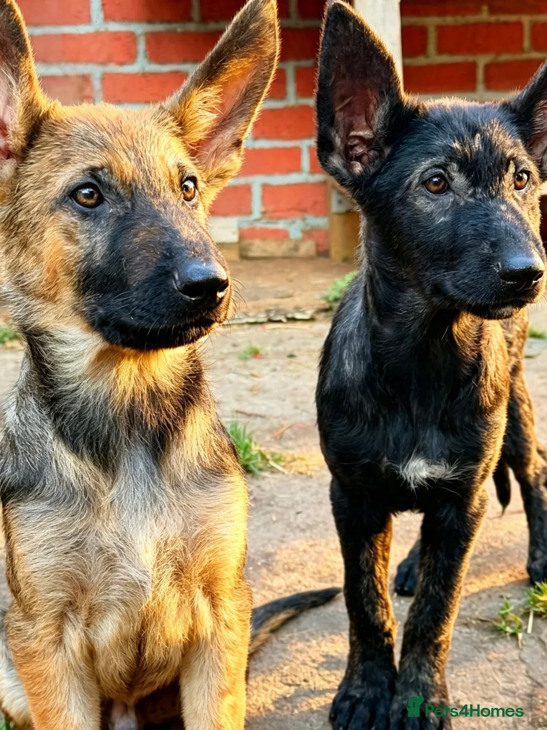 Mixed Breed dogs for sale: 🐶German Shepherd x Dutch Working-Line Puppies 🐶 - Advert 10