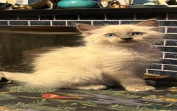 Oriental cats for sale: 5 STUNNING RAGAMESE/SIAMESE KITTENS - Image 6